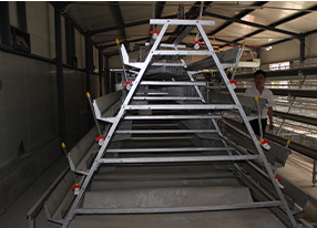 chicken plastic cage