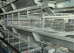 Portable chicken transport cage for safe and comfortable travel of your poultry