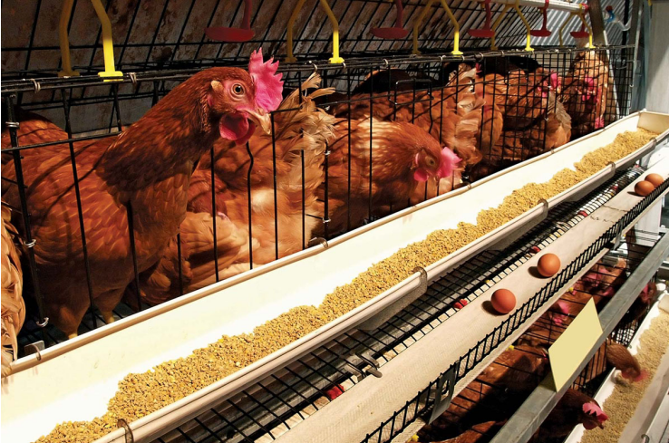 cages for layers chickens cages for layers chickens