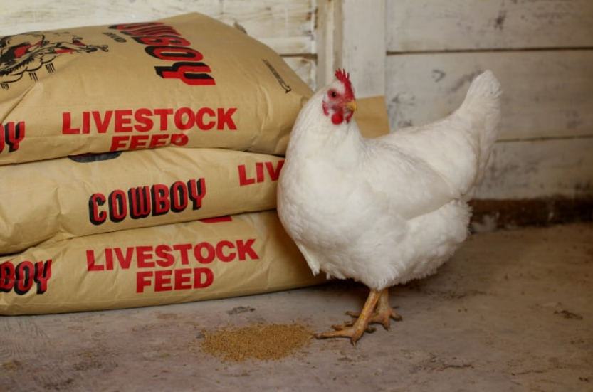 Optimizing Poultry Processing with Advanced Scalder Machines for Efficient Feathers Removal