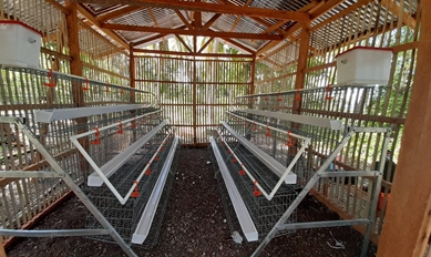Effective Hammer Mill Solutions for High-Quality Cattle Feed Production and Livestock Nutrition