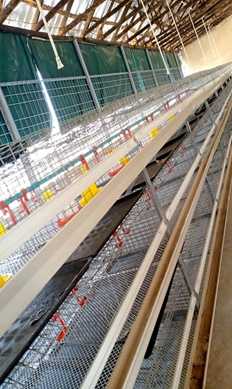 wire chicken cages for sale wire chicken cages for sale