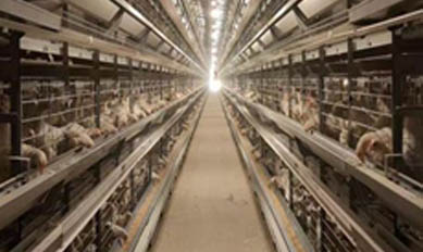 The Benefits of Embracing Cage-Free Poultry Farming for a Sustainable Future