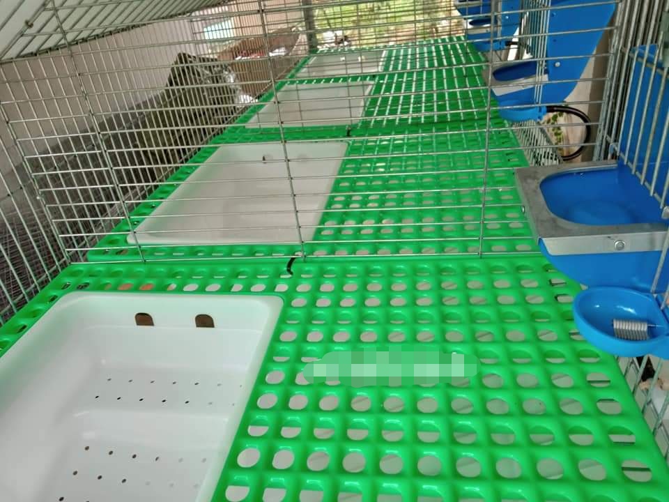 right animal cage