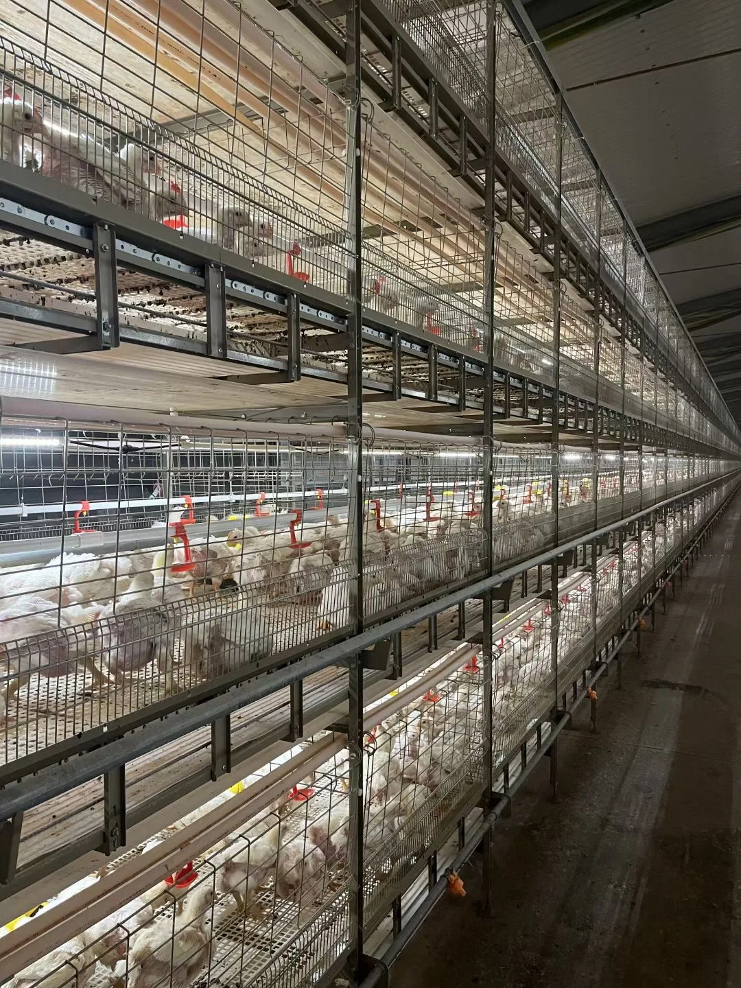 poultry feed pellet machine