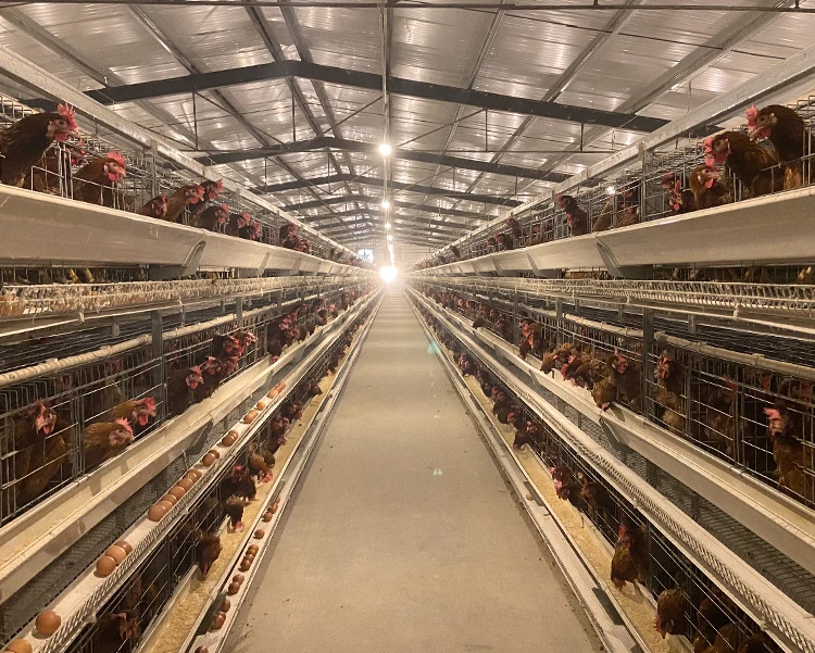 breeding cages for rabbits breeding cages for rabbits