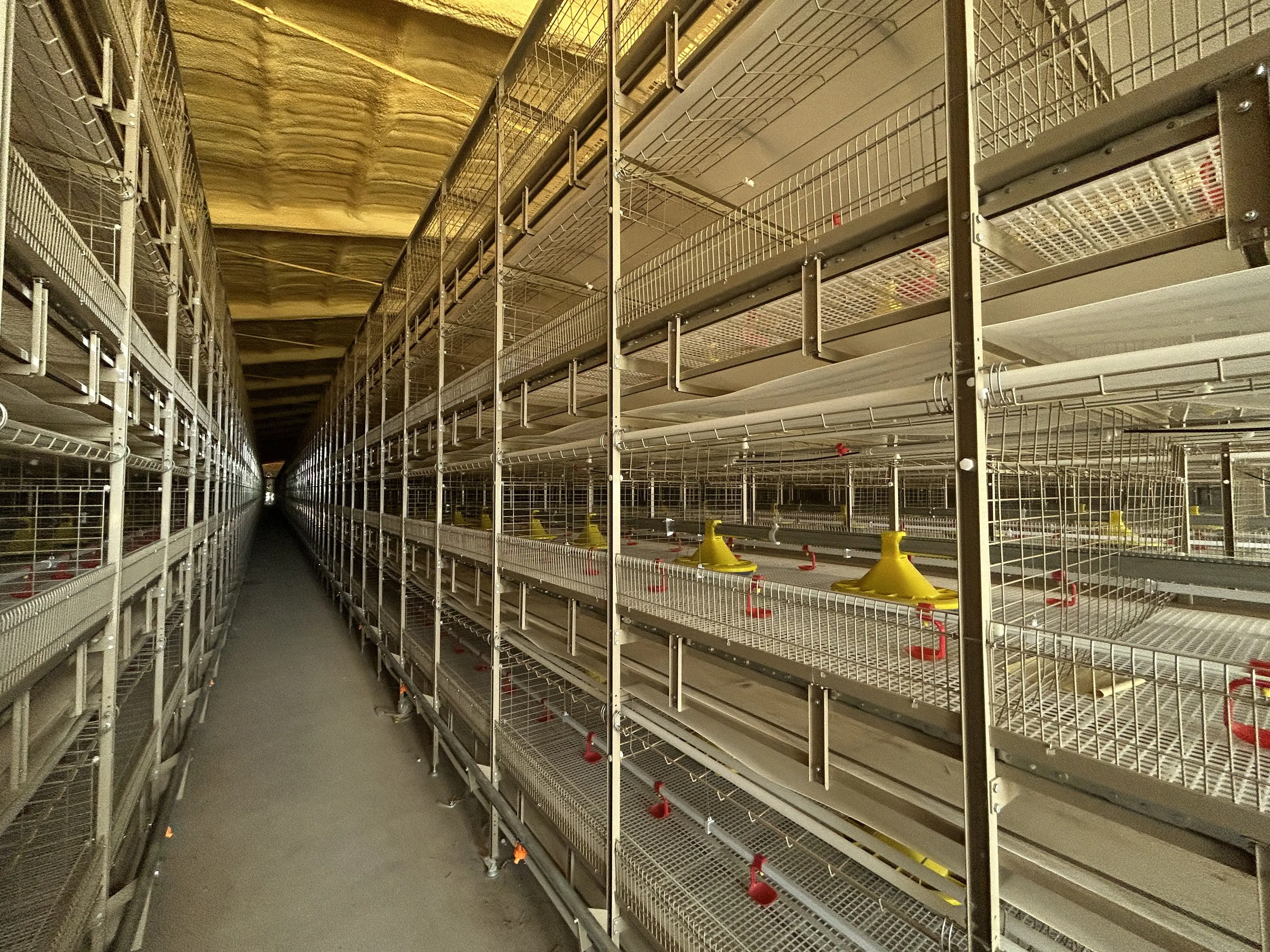 best chicken scalder