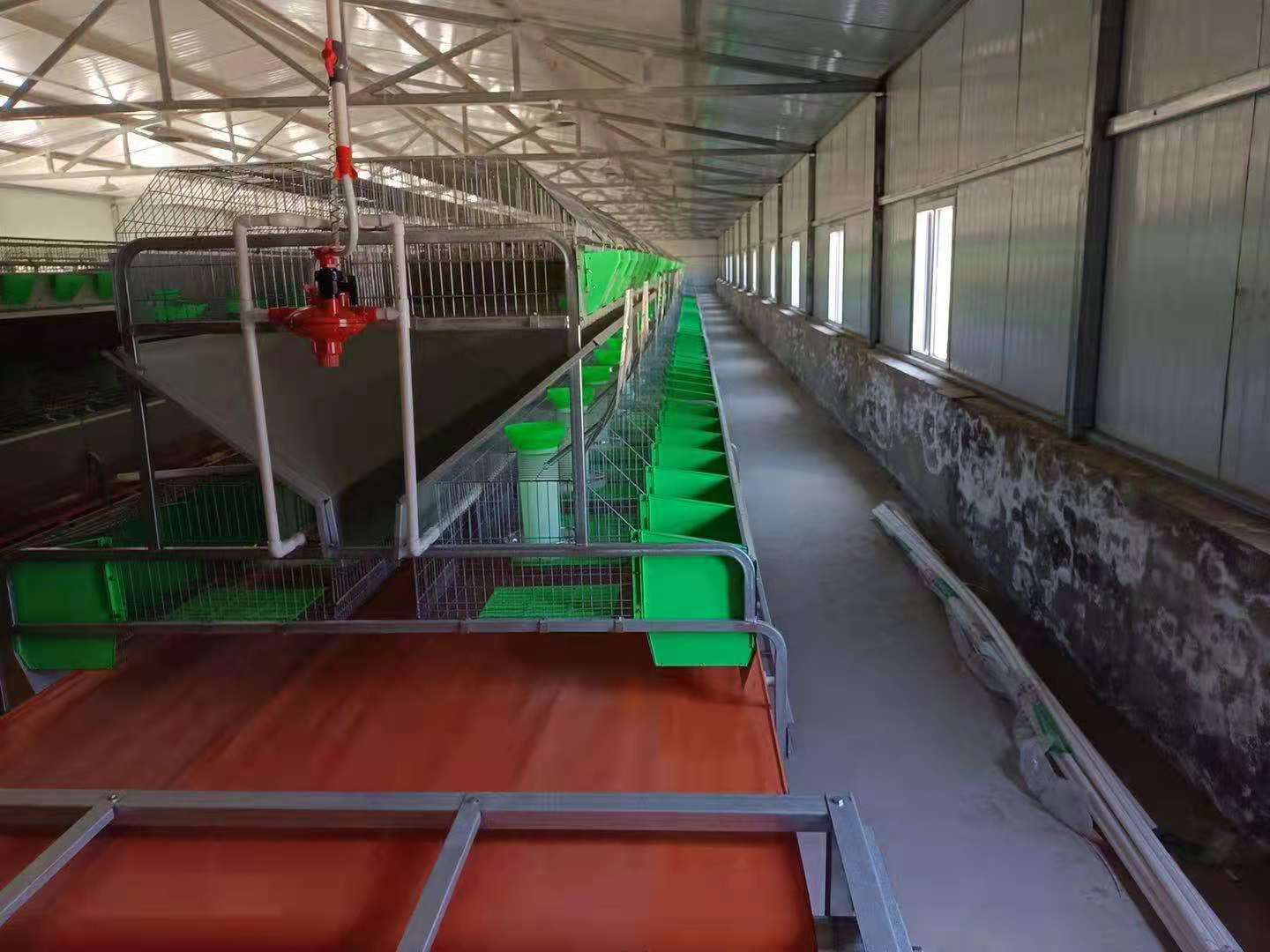 Innovative Poultry Housing Solutions Using Cage Systems for Enhanced Productivity and Welfare