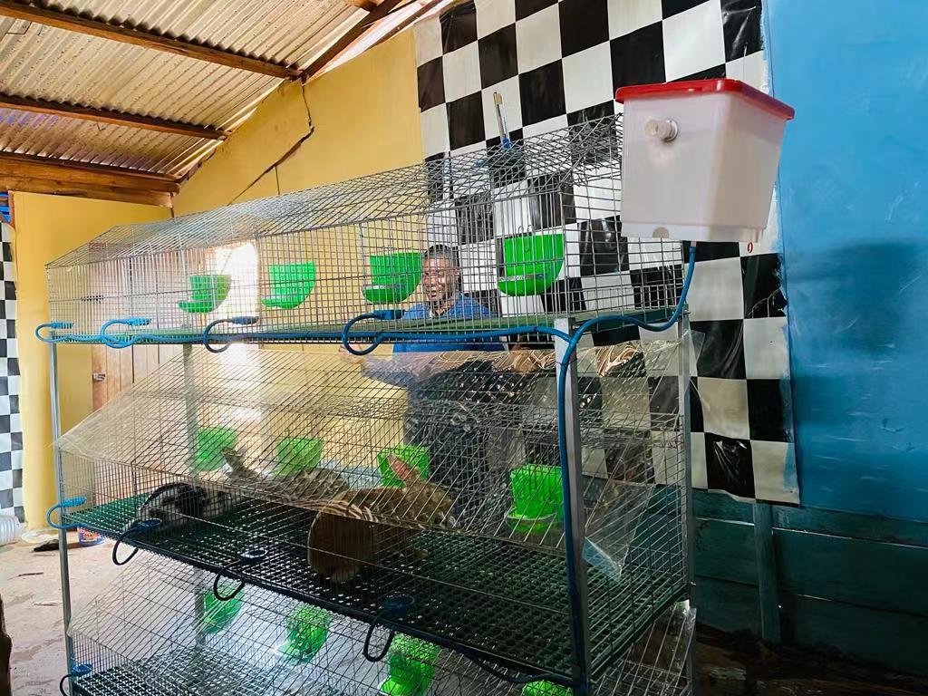 poultry breeding cage