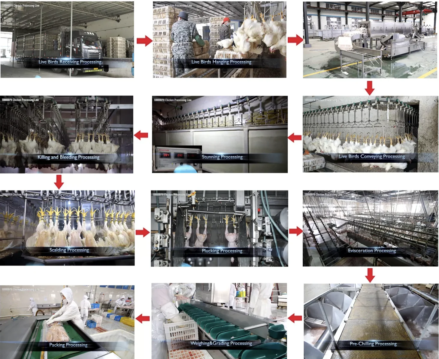 Efficient Automated Feeding Systems for Streamlined Production and Improved Operational Productivity