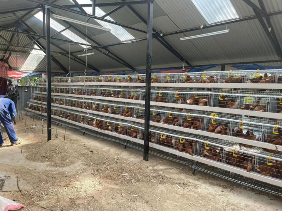 Innovative Cage Designs for Efficient Poultry Farming Practices Innovative Cage Designs for Efficient Poultry Farming Practices