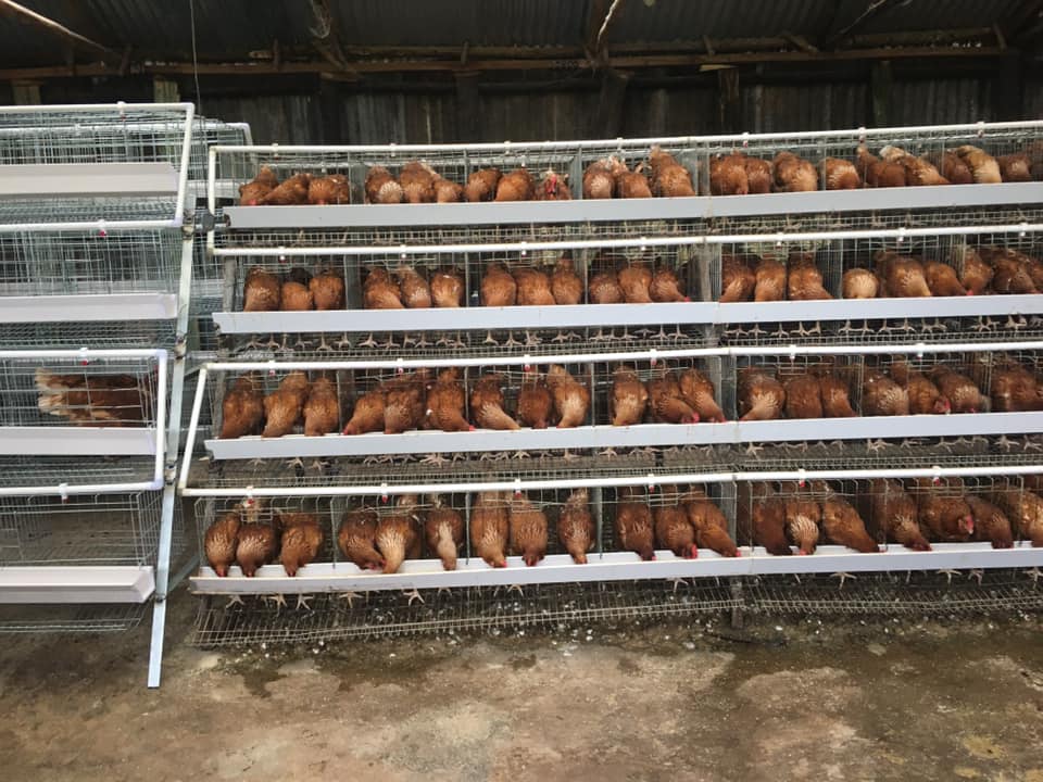 innovative poultry scalding machine for efficient processing and improved meat quality