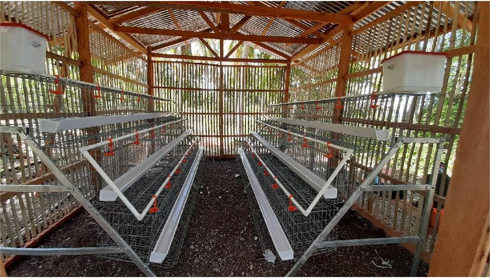 An Overview of Farm Feed Mixing Techniques for Improved Livestock Nutrition An Overview of Farm Feed Mixing Techniques for Improved Livestock Nutrition