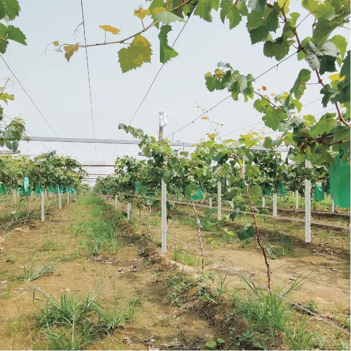 Choosing the Right Vineyard Posts for a Successful Vineyard