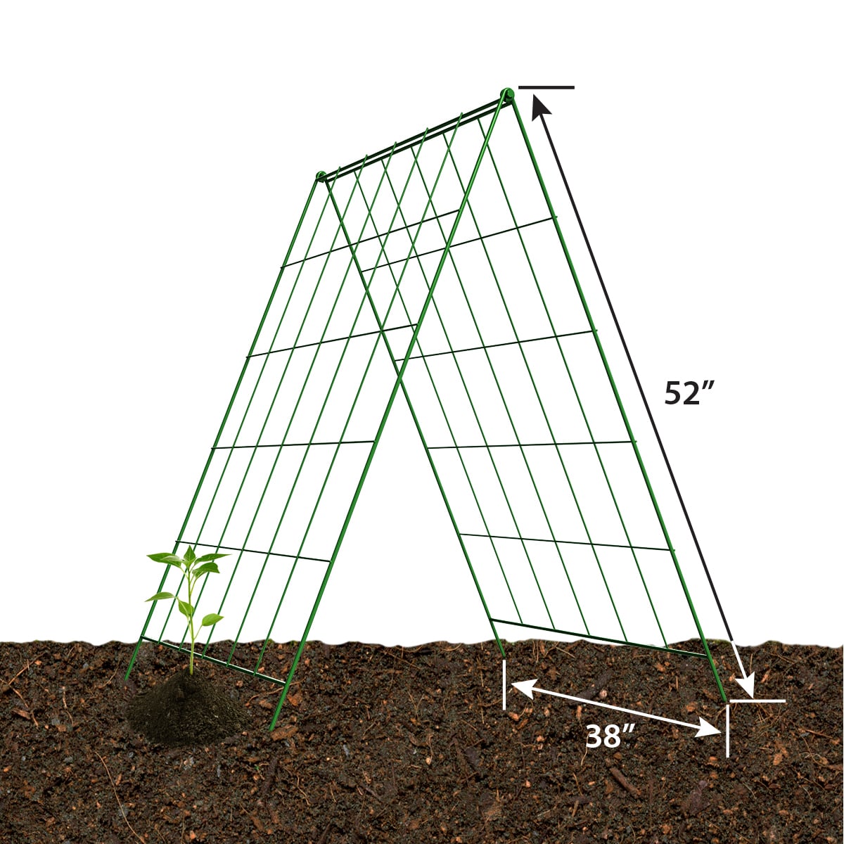 The Ideal Height for a Tomato Plant Trellis