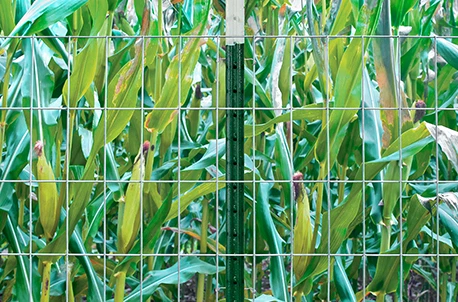 Ideal POST Solutions for Agricultural and Gardening Projects: <br>Best Uses of Vineyard Post and U-Form Support