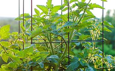 Exploring the Uses and Benefits of Hexagonal Wire Mesh Fencing Solutions