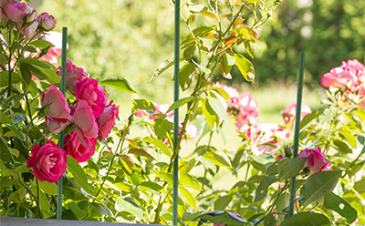 High-Quality Wire Mesh Trellis Panels for Supporting Your Plants