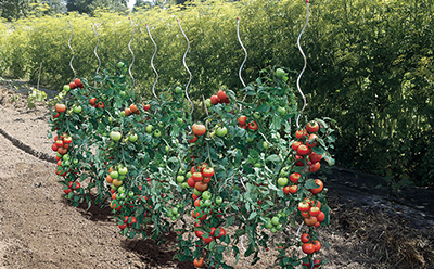 Φράχτης αλυσίδας στο δρόμο Φράχτης αλυσίδας στο δρόμο