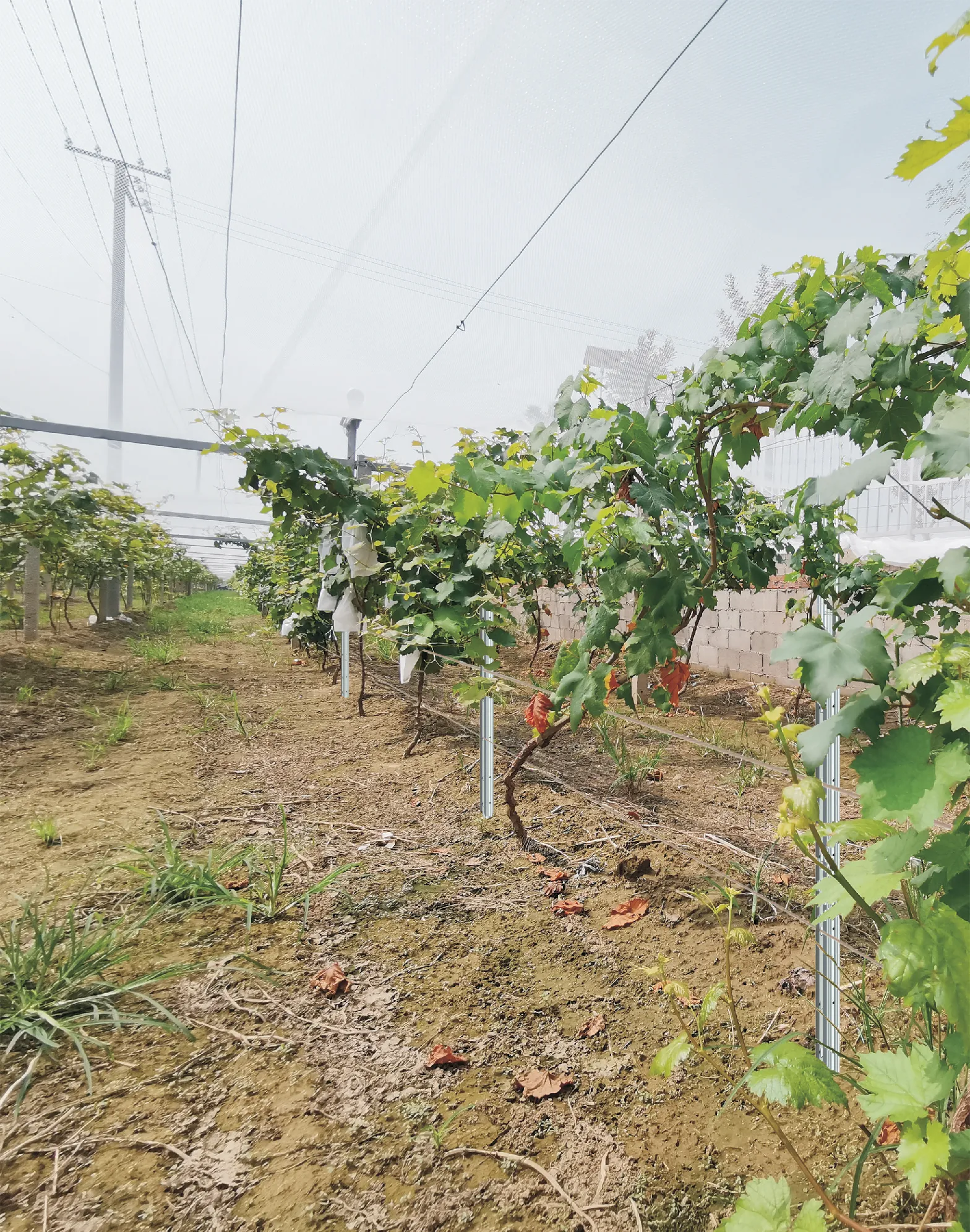 metal livestock fence posts