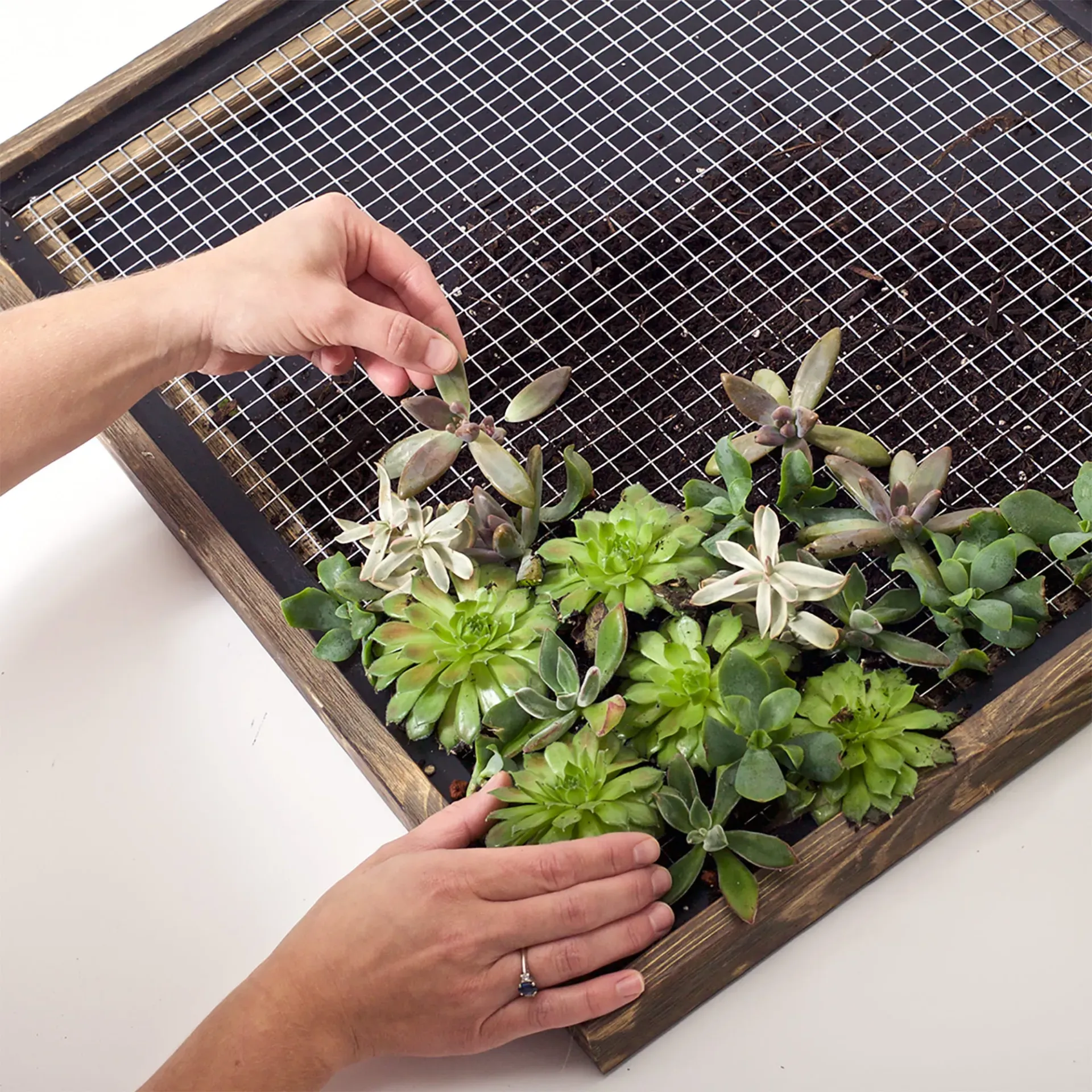 Application of Square Metal Mesh in Horticulture