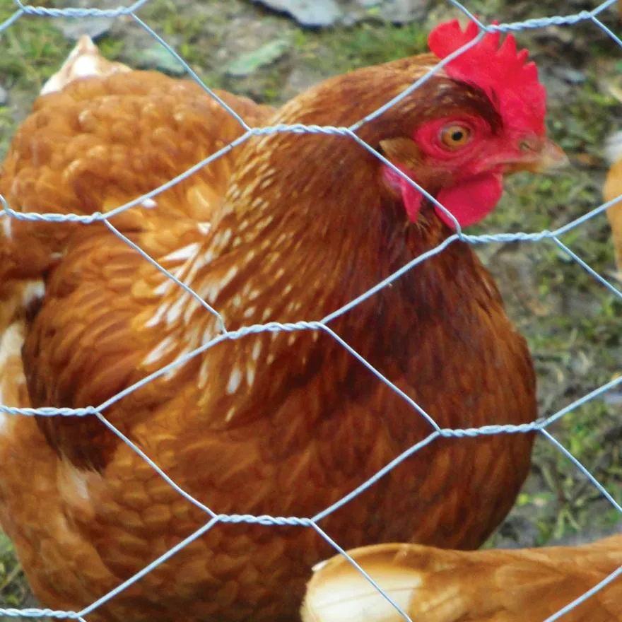 What Are the Advantages of Using Hexagonal Wire Mesh in Chicken Coops？