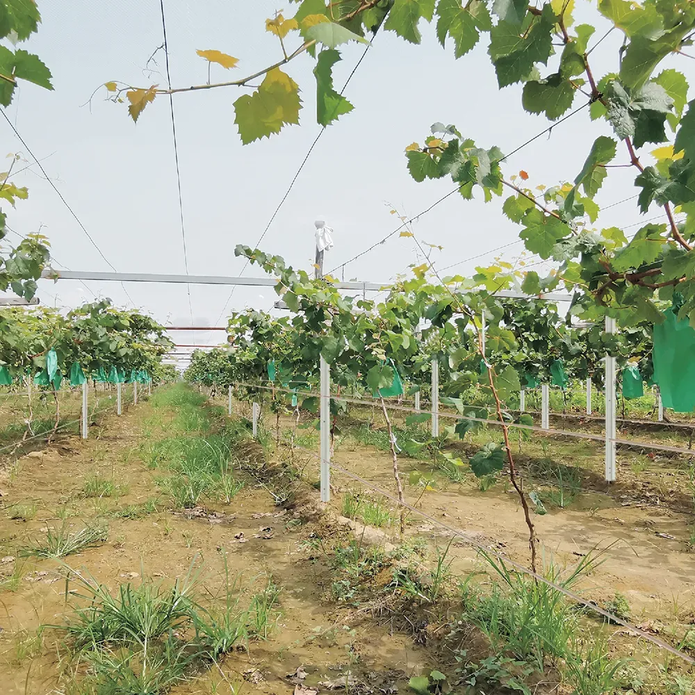 Vineyard Posts, Not Just Support