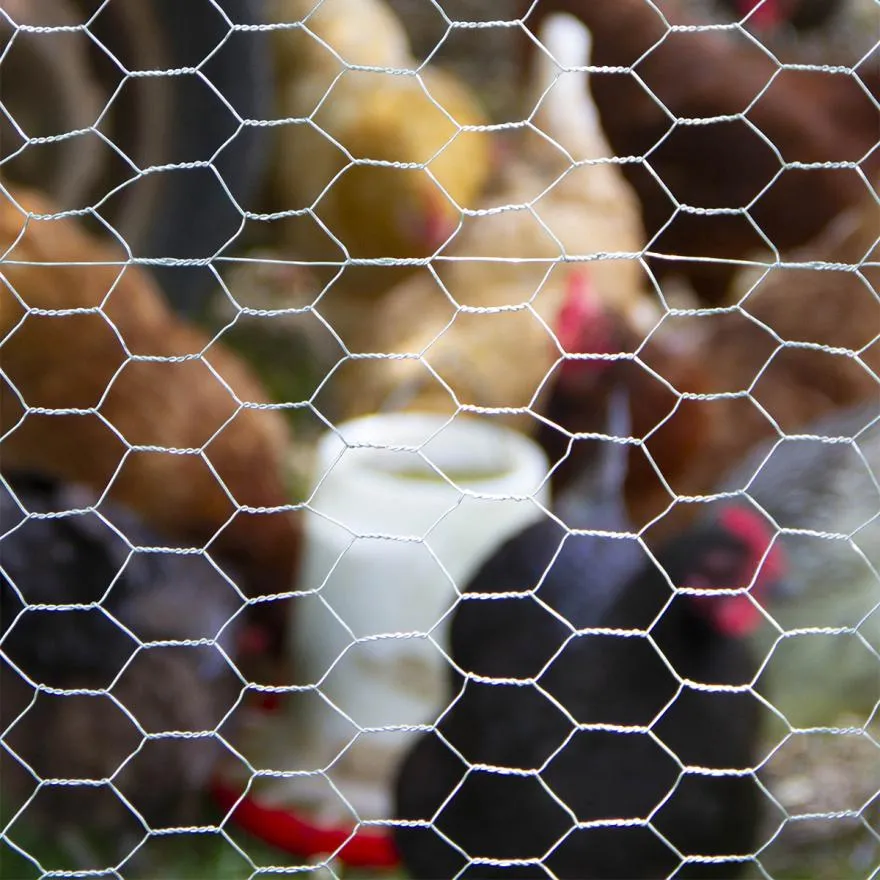 Why Use Hexagonal Wire Mesh to Build Chicken Coops?