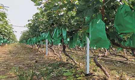 Read More About steel vineyard posts
