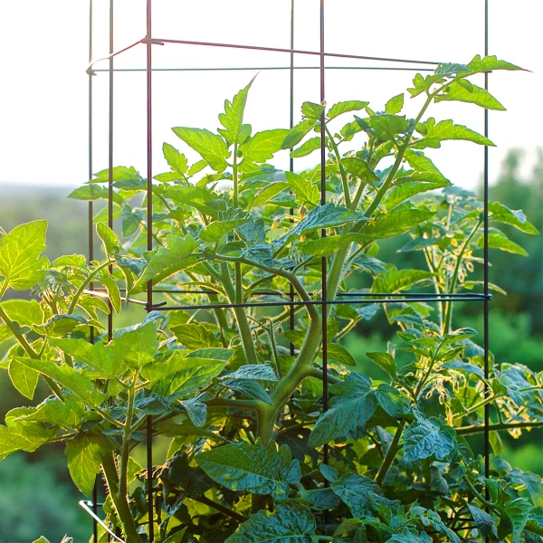 What Are the Different Types of Plant Stakes?