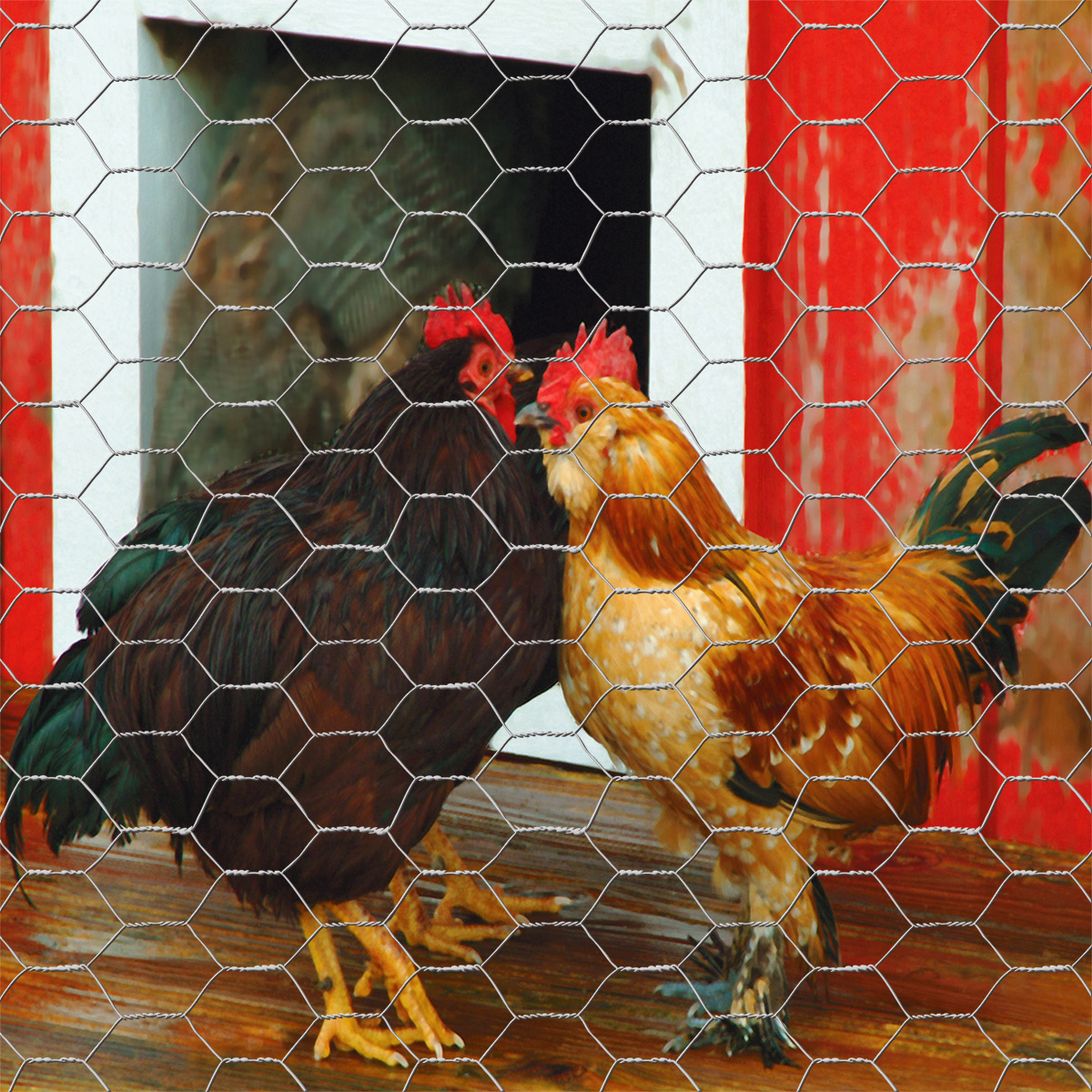 Caixa de arame branco para cães