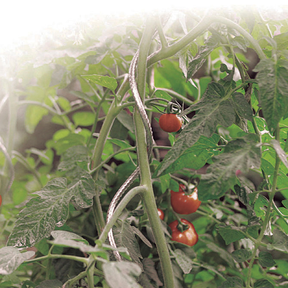 Read More About spiral tomato stakes