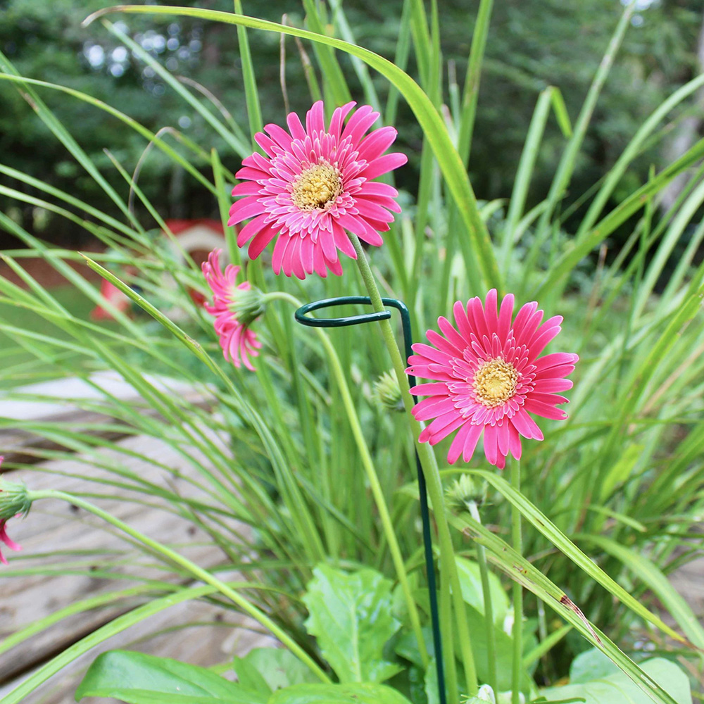 Read More About Plant Support