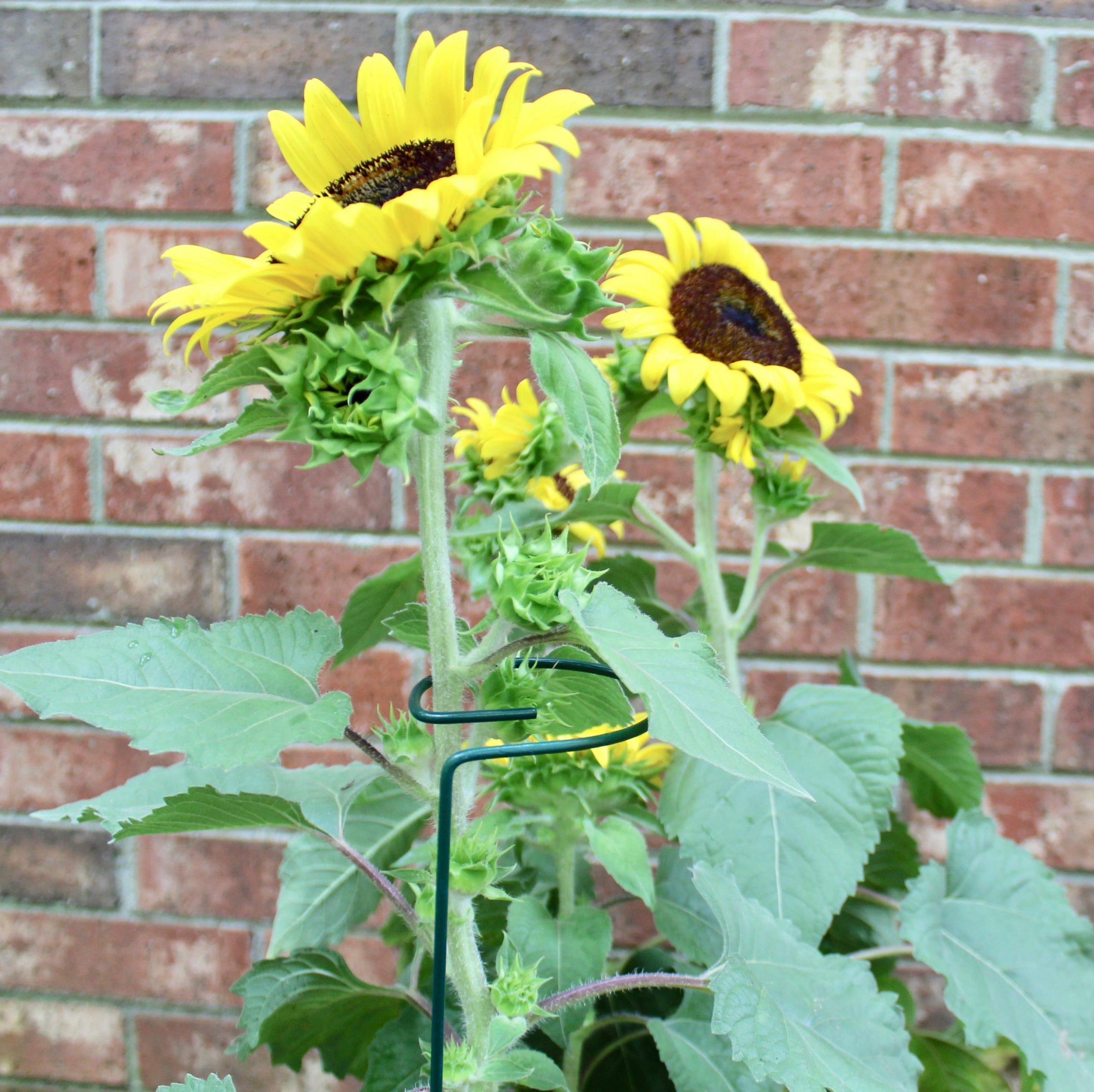 Read More About Plant Support