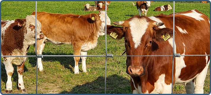 Durable 8-foot Metal Tee Post for Fencing and Agricultural Use