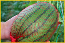 Cost Analysis of Plastic Nets and Their Market Trends