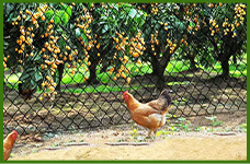 roofing nails per square shingles