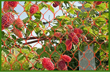 Costs of Agricultural Fencing per Meter for Different Farm Types and Materials