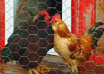 High-Quality Iron Plant Stands for Sale | Durable & Stylish Planter Holders