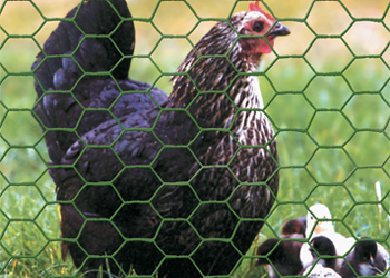 Creative Ways to Enhance Your Garden with Decorative Gabions and Natural Aesthetic Elements