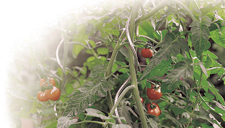 ripper razor mesh ripper razor mesh