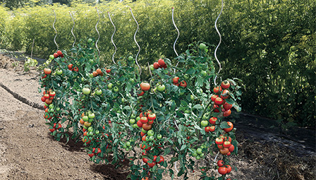 Kettinglink poort met 10% 20x 4 voor optimale toegang en beveiliging