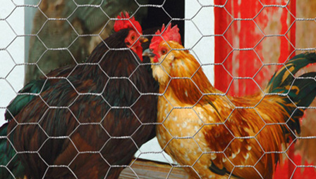 overhead tomato trellis overhead tomato trellis