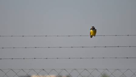 paper backed stucco wire