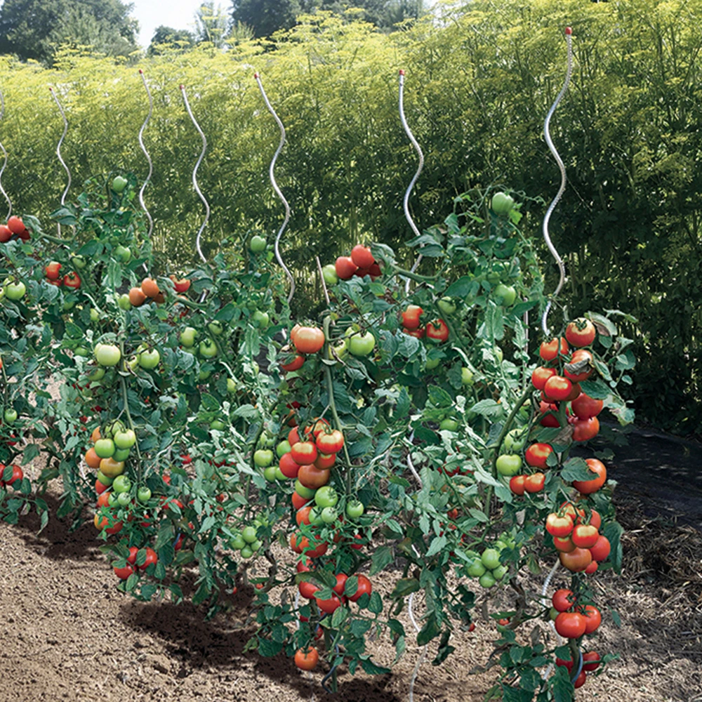 Tomato Spiral Stakes - A Really Handy Space-Saving Plant Support