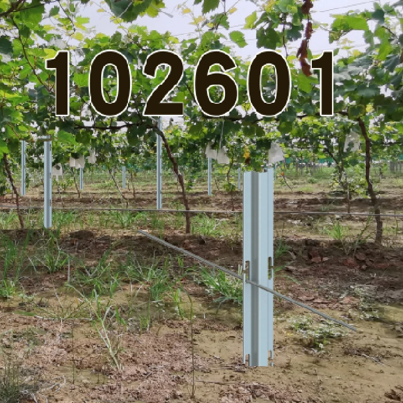 Building Long-Lasting Grapevine Trellises for Home Gardens and Vineyards