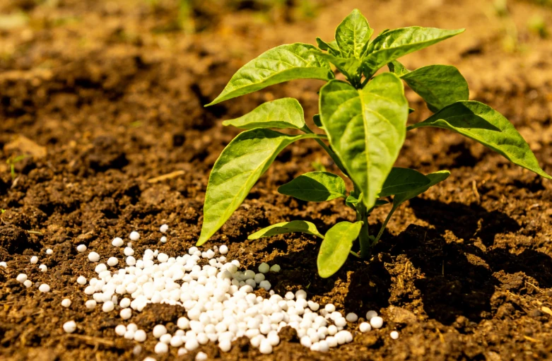 Iminodisuccinic Acid: The Sustainable Biodegradable Chelating Agent for Modern Agriculture