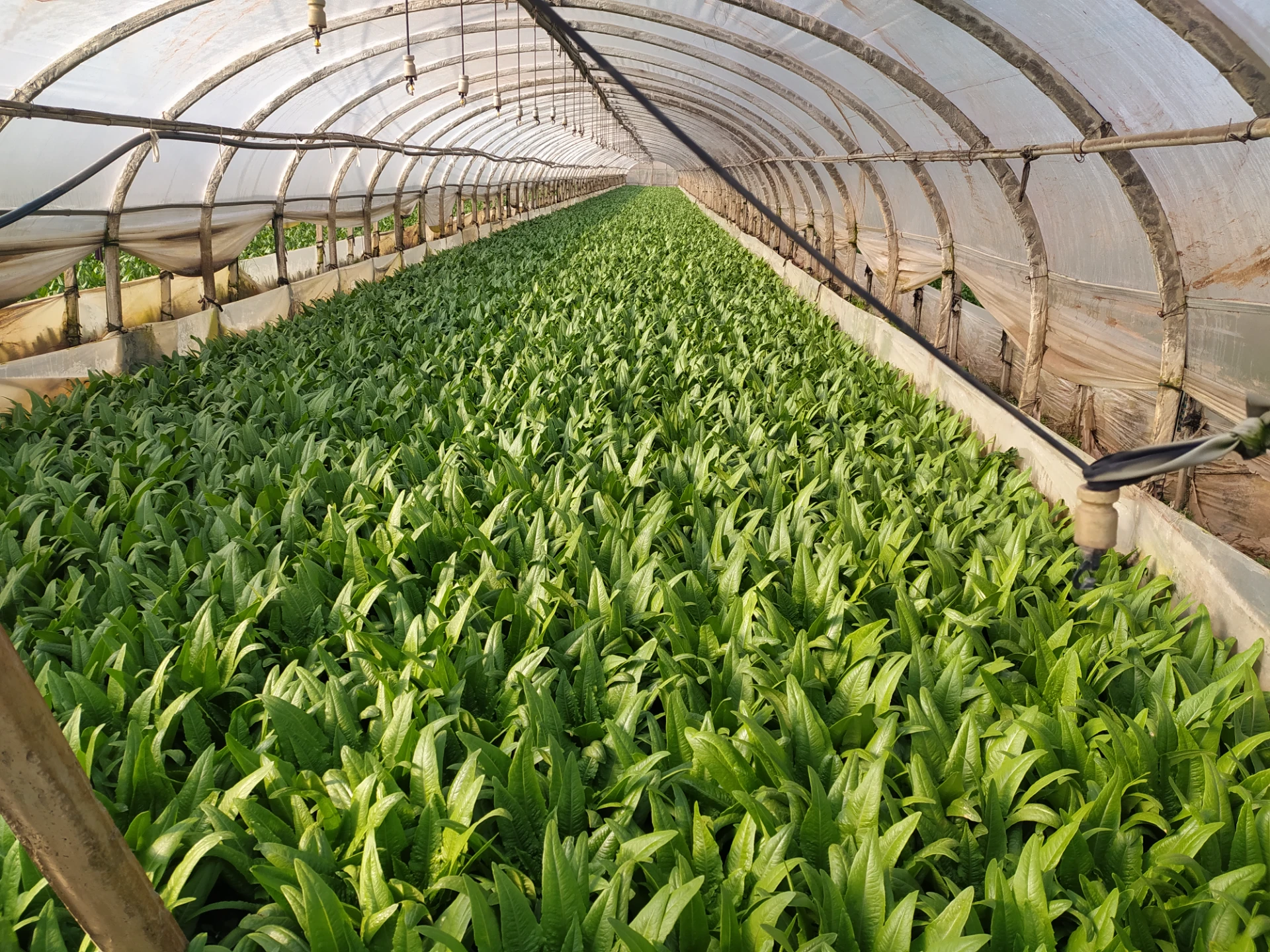 sources of micronutrients for plants supplier