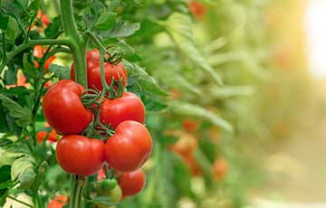 ce ได้รับการรับรอง Chelated Fertilizer เริ่มต้น