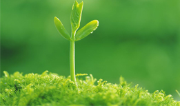 Optimal Micronutrient Fertilizer Formulations for Enhanced Plant Growth and Health